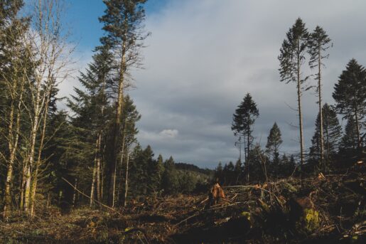 foreste sostenibilità